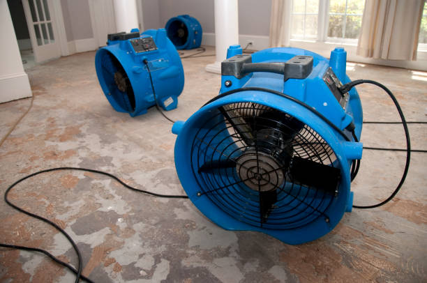 Best Mold removal after water damage  in San Marino, CA